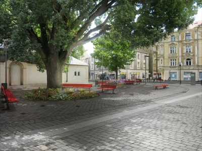 Na Husově náměstí bude proveden redukční řez stromů
