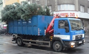 Město shání vánoční strom do Podmokel