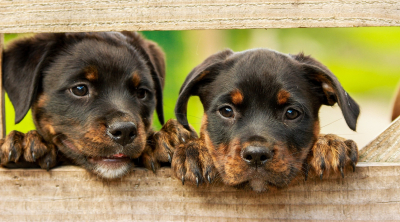 Poplatek ze psů: Blíží se termín splátky