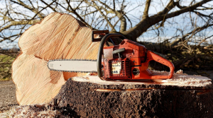 Aktualizujeme: Kácení dřevin ve městě