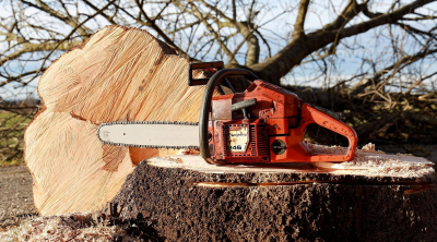 Aktualizujeme: Kácení dřevin ve městě