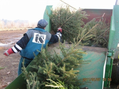 Úklid vánočních stromků začal