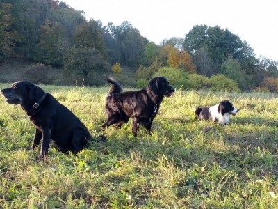 Očkování psů proběhne v květnu