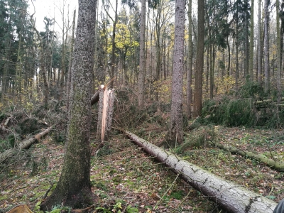 Na Popovickém vrchu spadly stromy, nevstupujte do této lokality