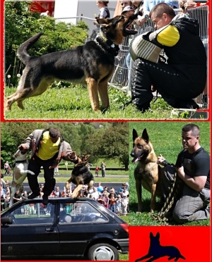 Podzimní výcvikový kurz při městském útulku v Děčíně začíná již 6. října