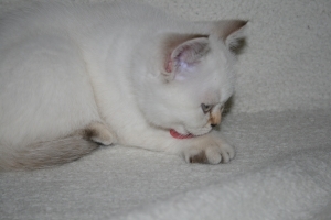 Útulek opět přijímá kočky