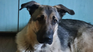 Blíží se termín splátky poplatku ze psů