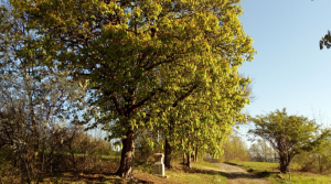 Pomozte nám obnovit Šustrovu cestu a adoptujte si dřevinu - REZERVACE SPUŠTĚNA