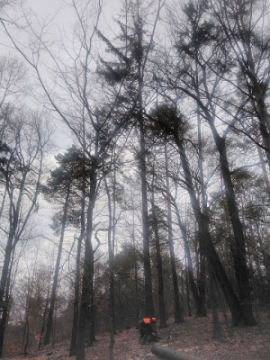 Na Pastýřské stěně se tento týden kácí suché a kůrovci napadené smrky