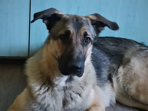 Útulek pořádá výcvikový kurz pro chovatele, kteří chtějí mít ovladatelného psa