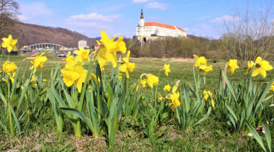 Dvě místa ve městě zkrášlují cibuloviny