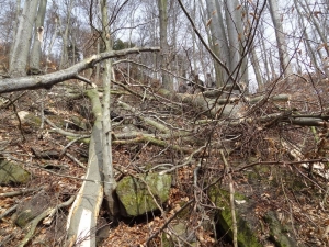 Do lesa v Horním Žlebu nevstupujte