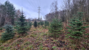 Přijďte si vybrat svůj vánoční stromek do městských lesů